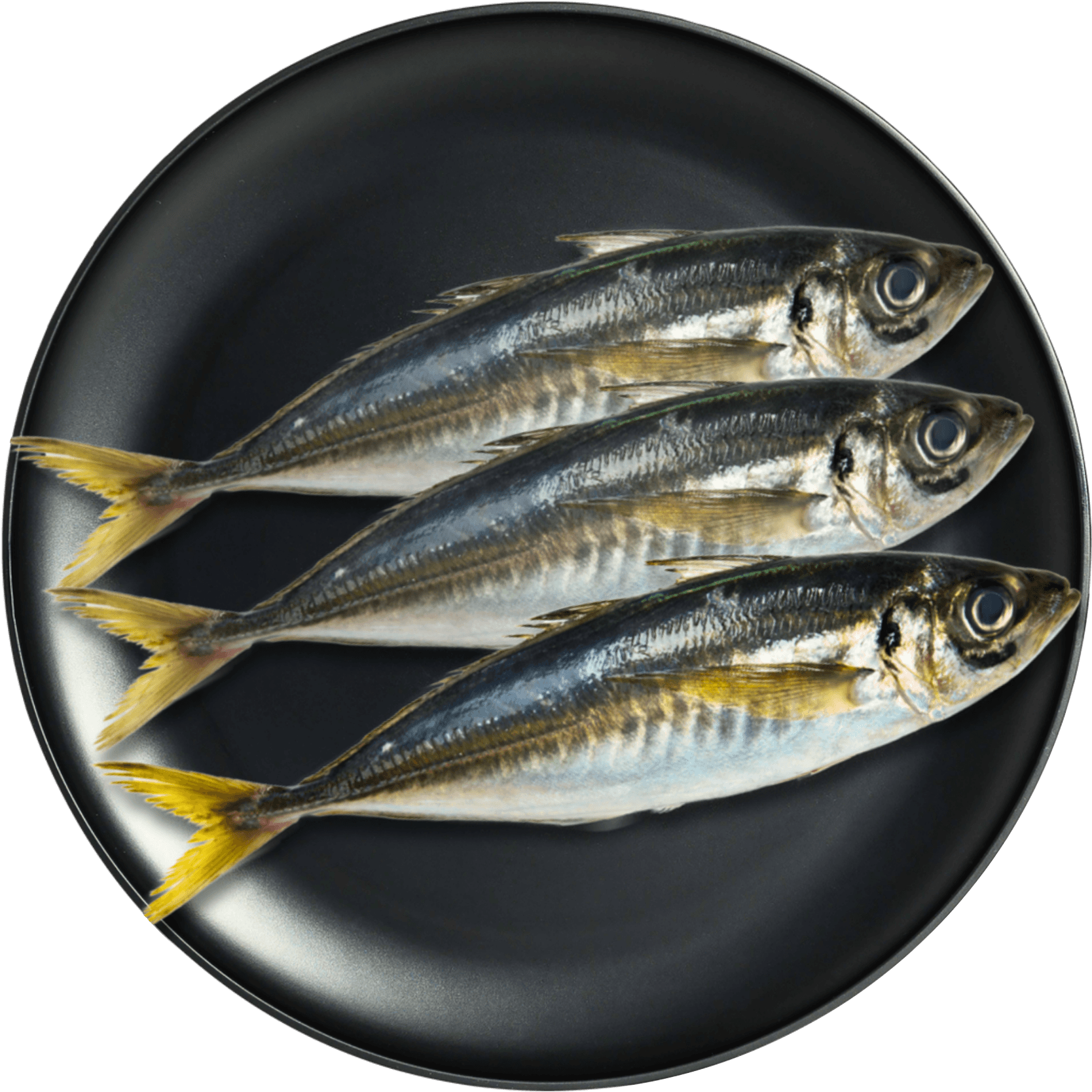 Horse Mackerel