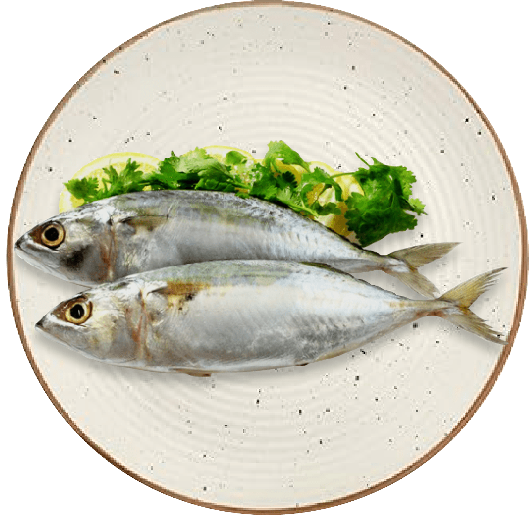 Indian Mackerel