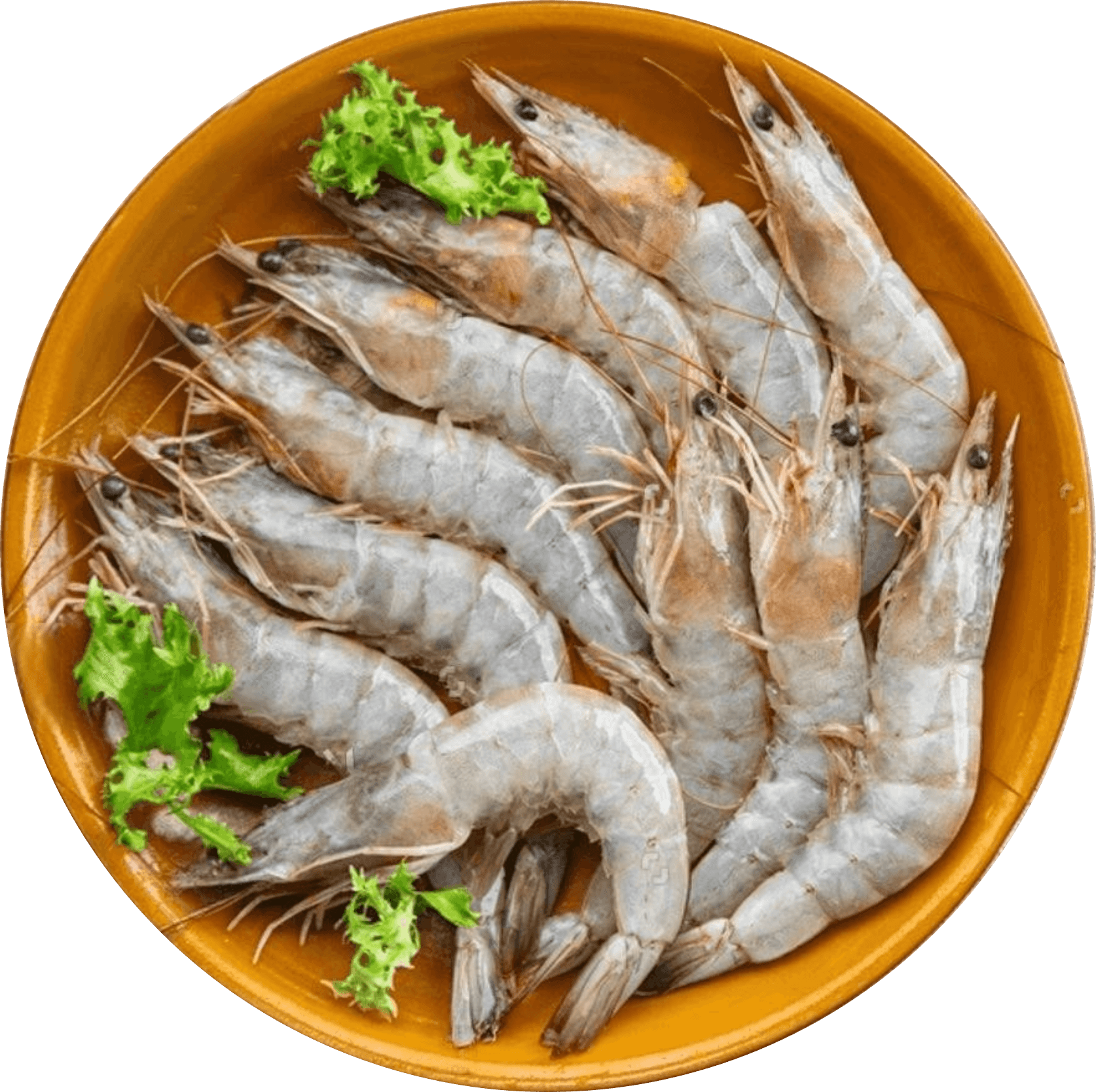 Karikadi Shrimp