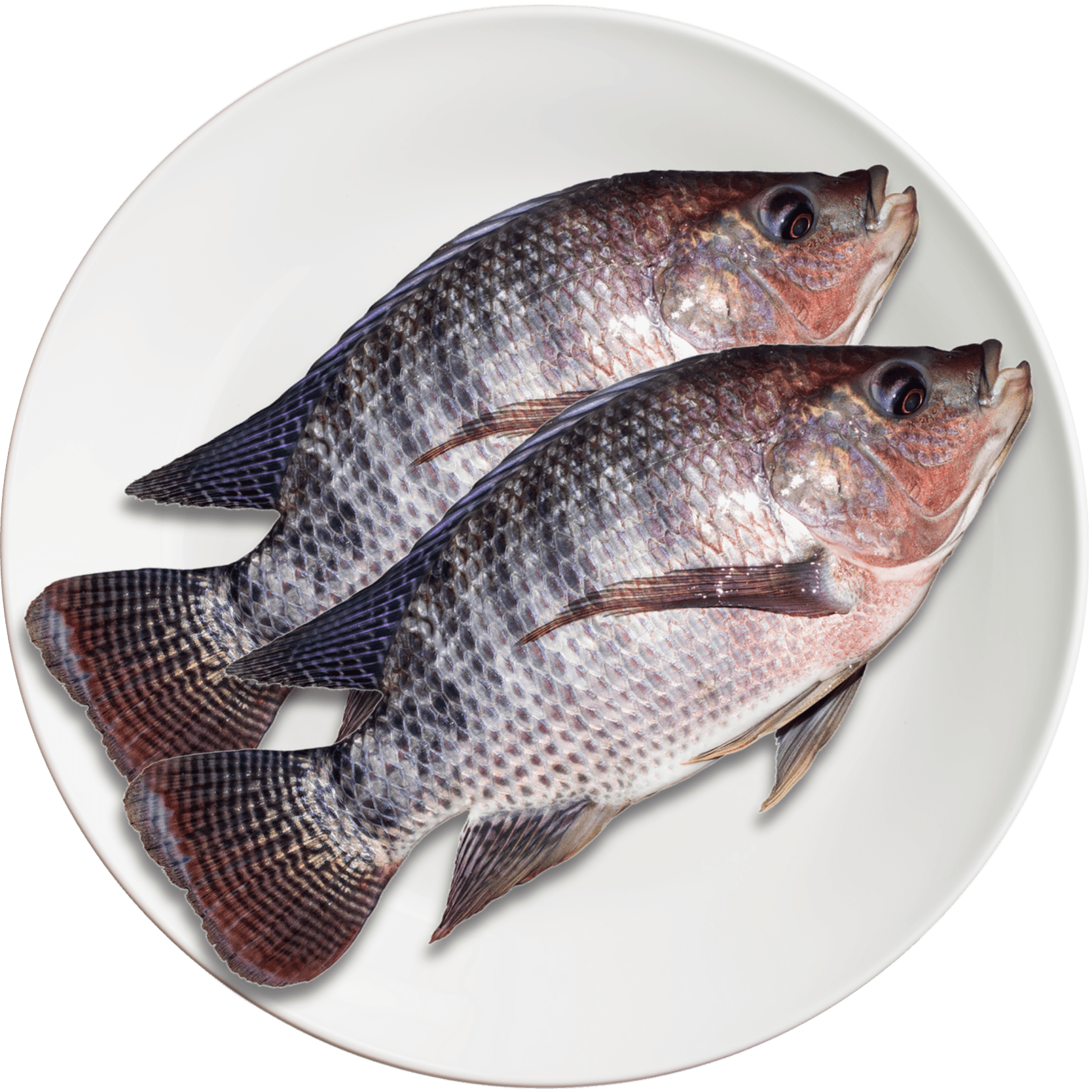 Tilapia