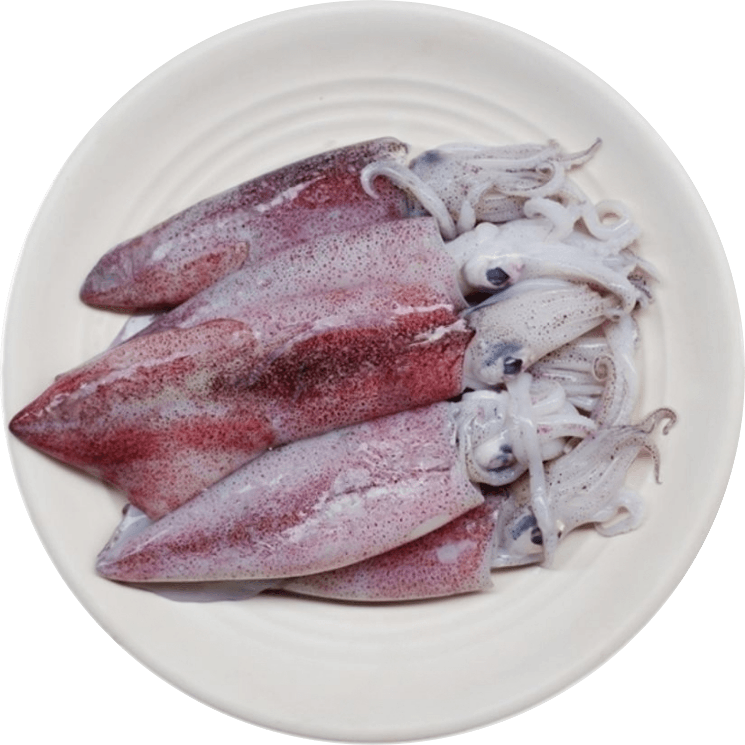 Loligo Squid